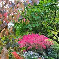 Visite libre du jardin