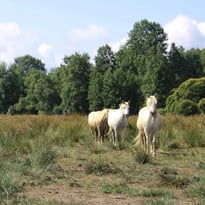 Visite guidée : la gestion écologique du marais du grand Hazé