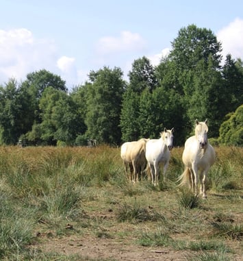 Visite guidée : la gestion écologique du marais du grand Hazé