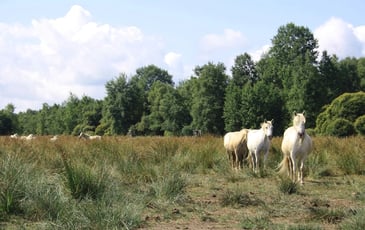 Visite guidée : la gestion écologique du marais du grand Hazé