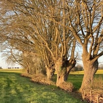 Circuit : éco-randonnée dans les jardins et prairies de Soisay