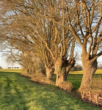 Circuit : éco-randonnée dans les jardins et prairies de Soisay