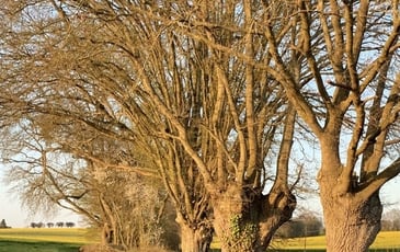 Circuit : éco-randonnée dans les jardins et prairies de Soisay