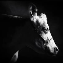 Exposition "Races normandes, un patrimoine agricole à découvrir"