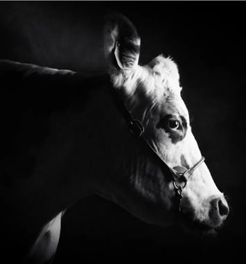 Exposition "Races normandes, un patrimoine agricole à découvrir"