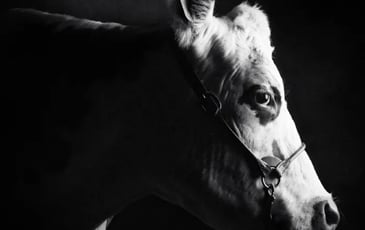 Exposition "Races normandes, un patrimoine agricole à découvrir"
