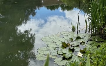 Atelier pain : la fournée de Lucienne