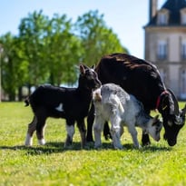 Ferme pédagogique des races normandes