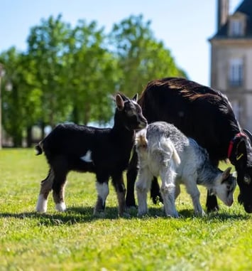 Ferme pédagogique des races normandes